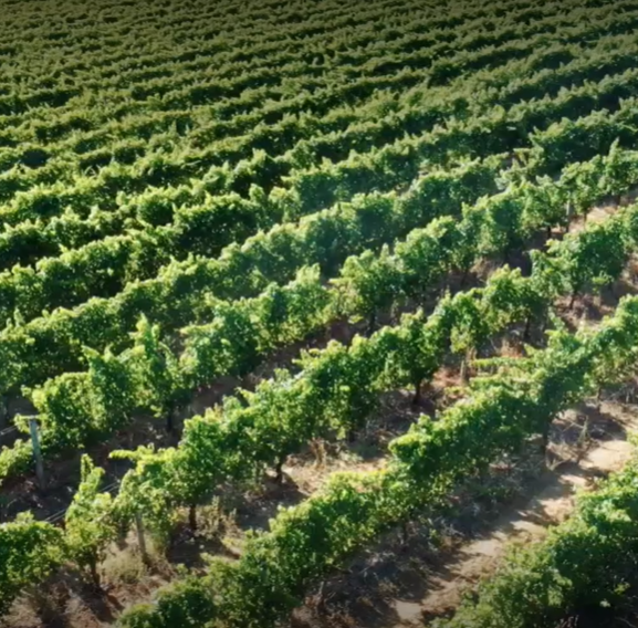 Picture of a crop