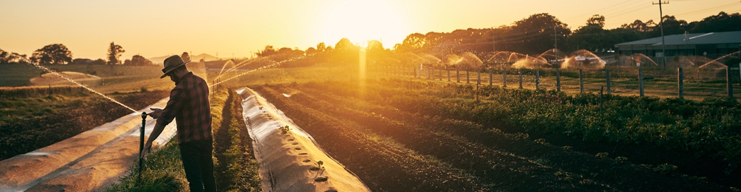 Image of a farmer irrigating and watering his crop at sunset.