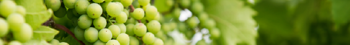 Image of grapes on vines