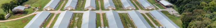 Image of poultry farms